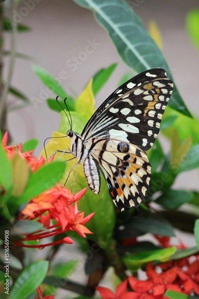 Obraz A beautiful monarch butterfly with orange and black wings rests on a colorful summer flower in a garden in Luang Prabang, Laos