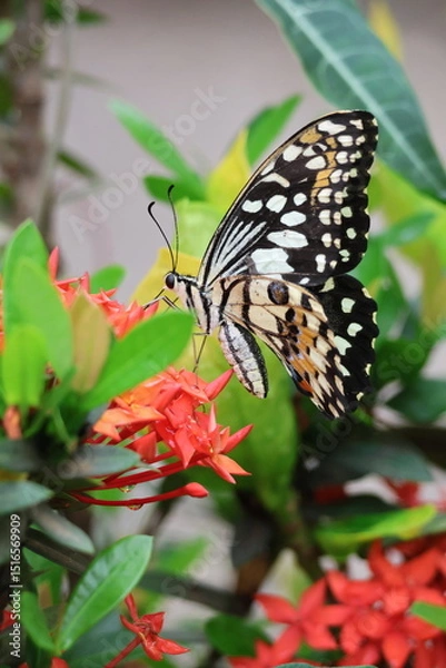 Obraz A beautiful monarch butterfly with orange and black wings rests on a colorful summer flower in a garden in Luang Prabang, Laos