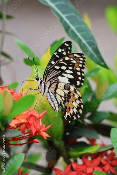 Obraz A beautiful monarch butterfly with orange and black wings rests on a colorful summer flower in a garden in Luang Prabang, Laos