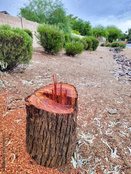 Fototapeta City desert style xeriscaping featuring a stump of Snow Gum, Eucalyptus pauciflora, along with other Australia native shrubs of Cassia and heat-n-drought tolerant plants in Phoenix, Arizona