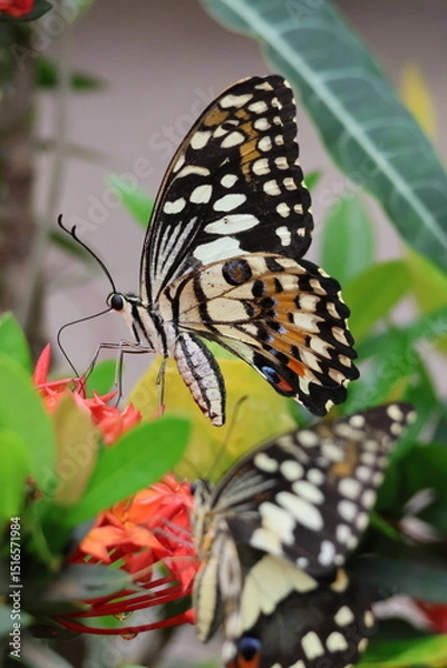 Obraz A beautiful monarch butterfly with orange and black wings rests on a colorful summer flower in a garden in Luang Prabang, Laos