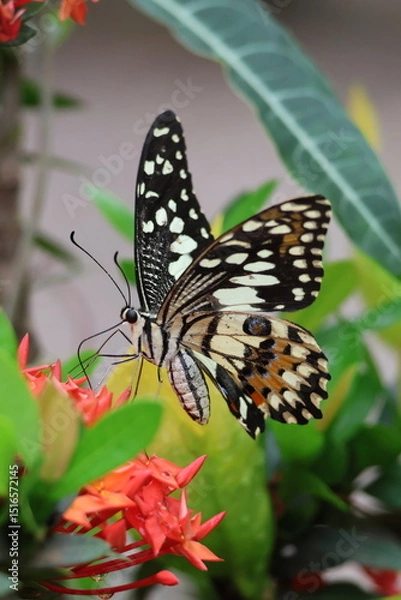 Obraz A beautiful monarch butterfly with orange and black wings rests on a colorful summer flower in a garden in Luang Prabang, Laos