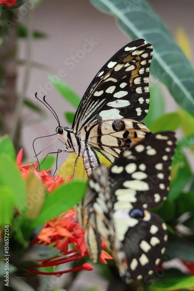 Obraz A beautiful monarch butterfly with orange and black wings rests on a colorful summer flower in a garden in Luang Prabang, Laos