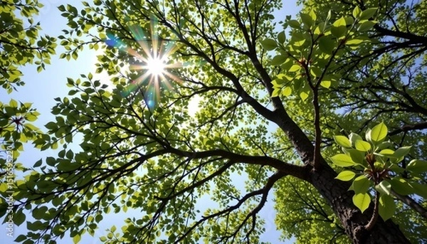 Fototapeta a close up of a tree with numerous green leaves against a bright blue sky. sunlight is filtering through the branches, creating dappled light patterns on the leaves and the ground below
