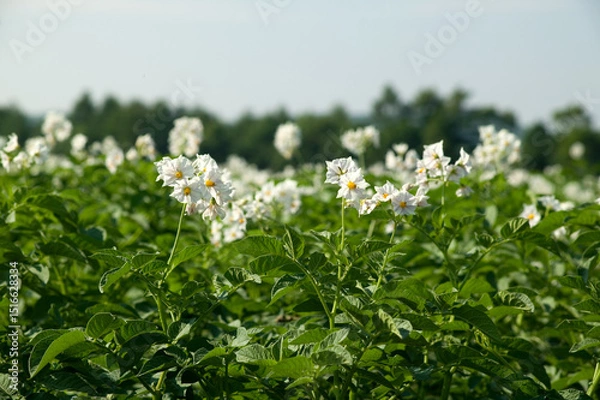 Fototapeta ジャガイモの花