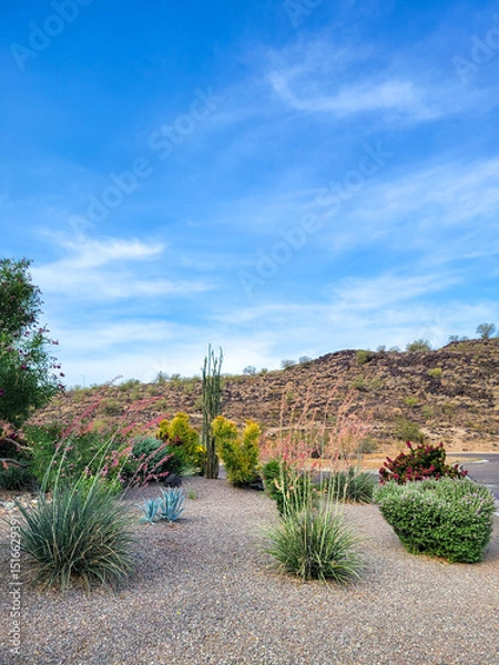 Fototapeta Arizona city roadsides desert style xeriscaping with native yucca, agave, ocotillo and other drought tolerant plant