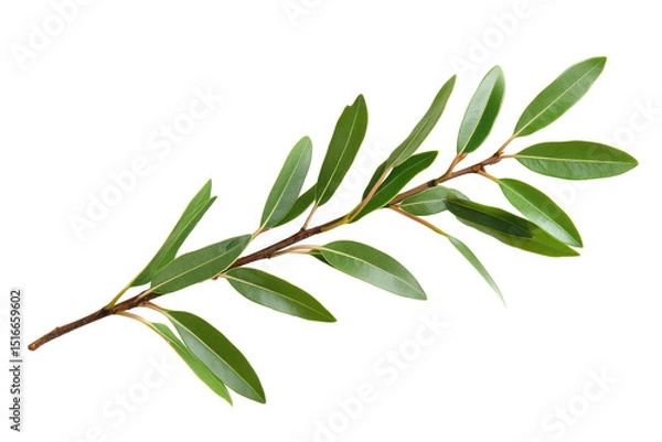 Obraz Branch with vibrant green leaves