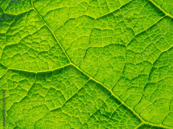 Fototapeta Green plant leaf texture background. Photosynthesis process. Fresh leaf texture or leaf background for design with copy space for text or image. Green world