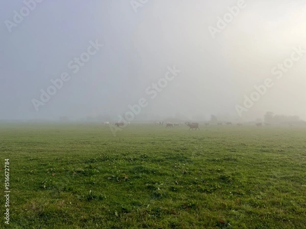 Fototapeta foggy morning in the field with cows