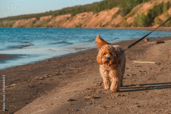 Fototapeta A curly-haired brown Labradoodle or Cavapoo dog at the outdoor seaside on the sand at sunset. The breed of the dog is a cross between a poodle.
