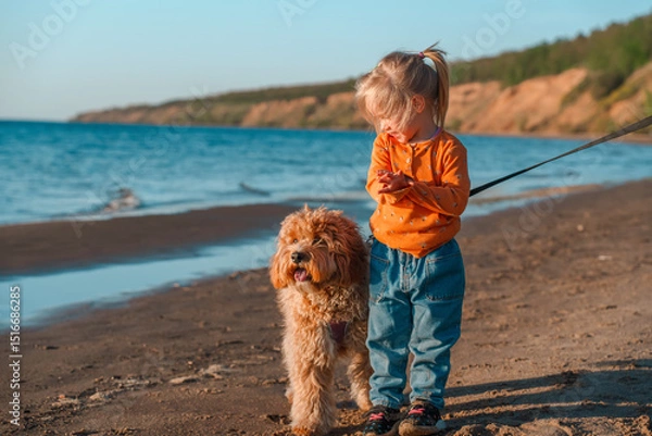 Fototapeta A curly-haired brown Labradoodle or Cavapoo dog with a little child girl are best friends by the sea at sunset.