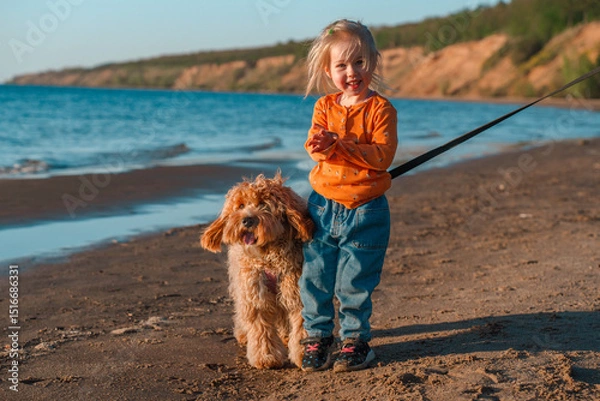 Fototapeta A curly-haired brown Labradoodle or Cavapoo dog with a little child girl are best friends by the sea at sunset.