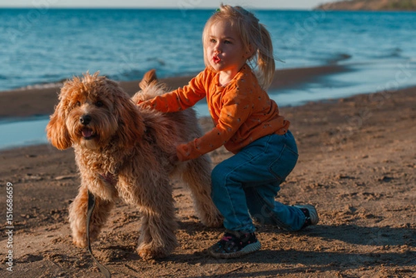 Fototapeta A curly-haired brown Labradoodle or Cavapoo dog with a little child girl are best friends by the sea at sunset.