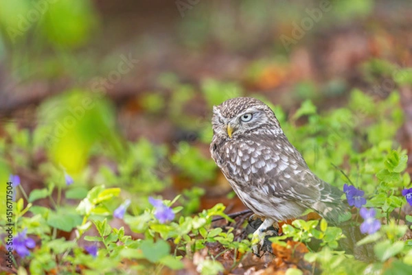 Obraz Little owl is posing in the forest next to purple-colored violet flowers. Horizontally. 