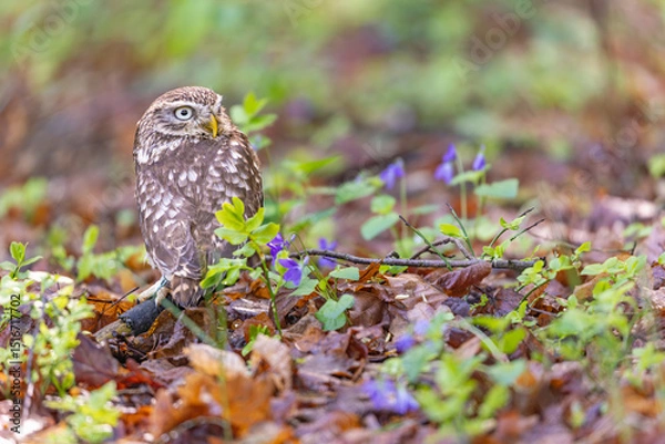 Obraz Little owl is posing in the forest next to purple-colored violet flowers. Horizontally. 