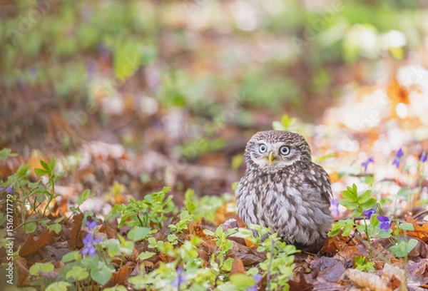 Obraz Cute little owl is sitting in the forest next to purple-colored violet flowers. Horizontally. 
