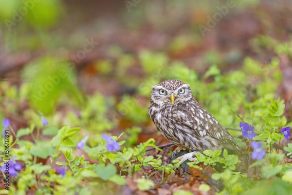 Obraz Little owl is posing in the forest looking at the camera Horizontally. 