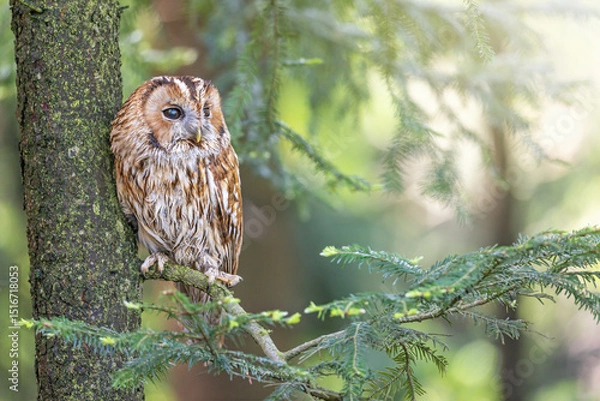 Obraz Tawny Owl portrait in wildlife. Owl is looking at  the side. Horizontally. 