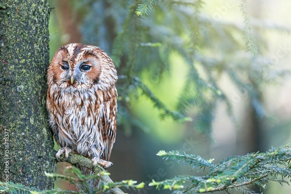 Obraz Tawny Owl is sitting on a tree branch with one eye squinted.. Horizontally. 