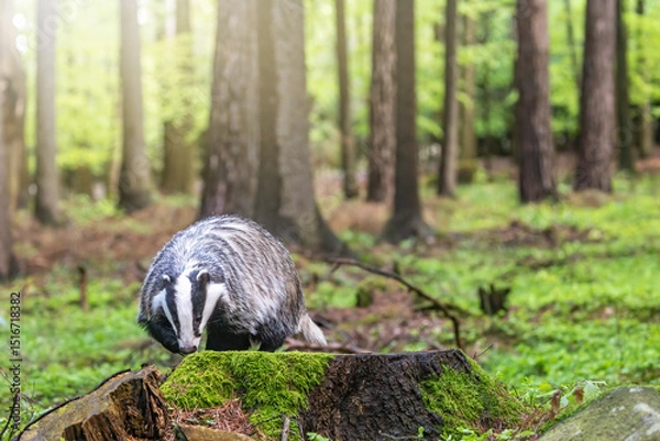 Fototapeta European badger is exploring an old tree stump. in forest. Horizontally. 