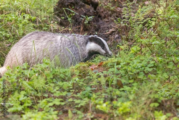 Obraz European badger is walking in the forest. Horizontally. 