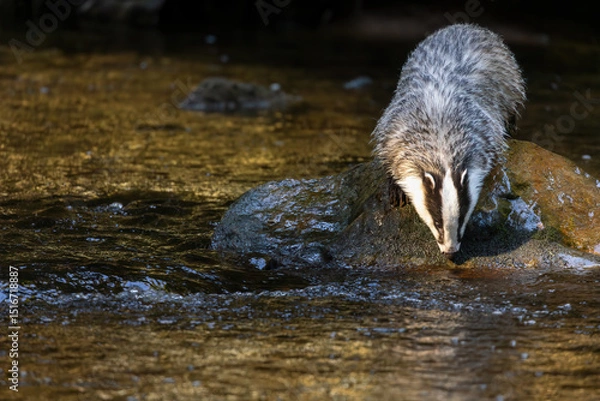 Obraz European badger is drinking from the river in the light of the setting sun.. Horizontally. 