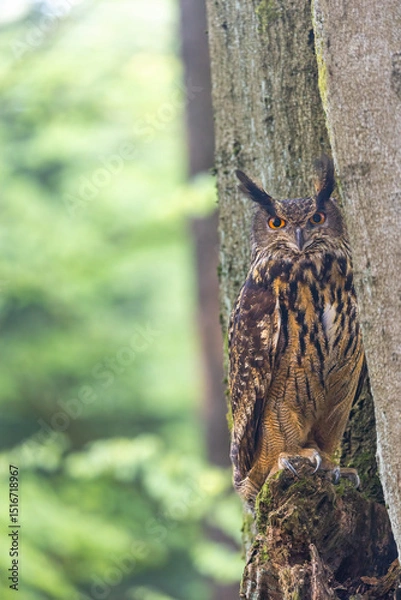 Obraz Portrait of the Eurasian eagle-owl posing in the forest. Vertically. 