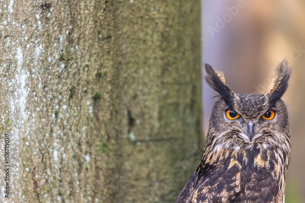 Obraz Head of Eurasian eagle-owl in the forest.  Horizontally. 