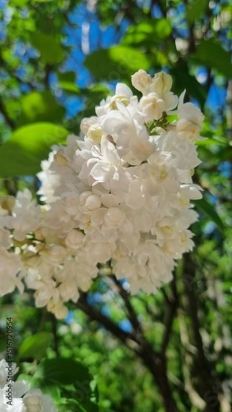Fototapeta mushrooms on the tree. branch of white lilac on a blue sky. white lilac macro. beautiful spring flowers on a branch in spring.

