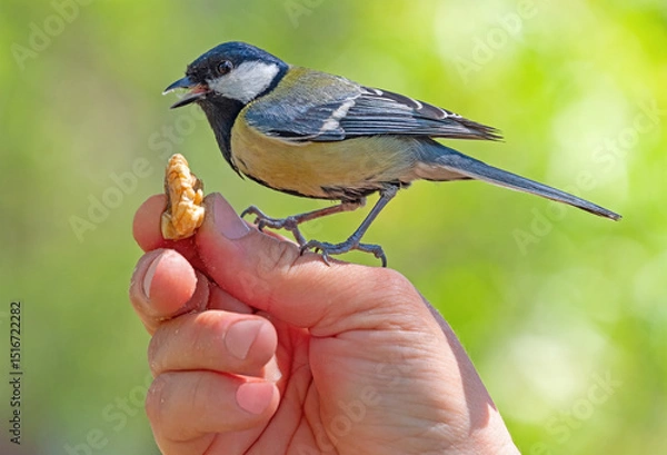 Fototapeta A titmouse bird sits on a hand