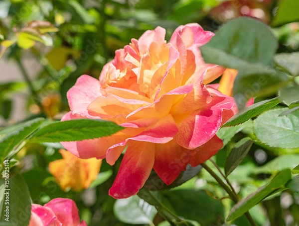 Fototapeta Close-up of a delicate rose in full bloom