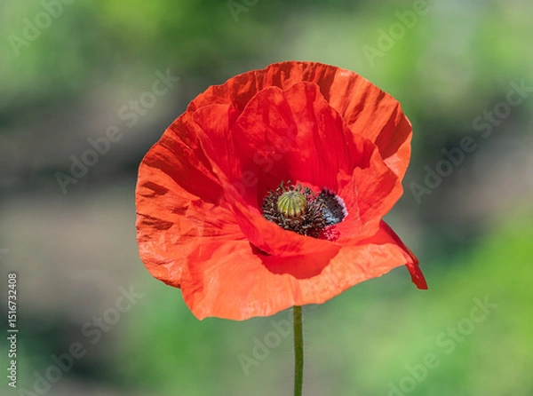 Fototapeta Detailed macro shot of a bright red poppy flower