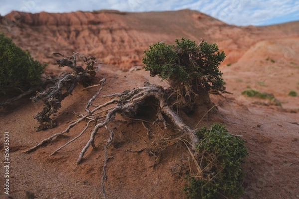 Obraz A small bush similar to a bonsai in the desert red mountains of Boguty in spring in Kazakhstan.