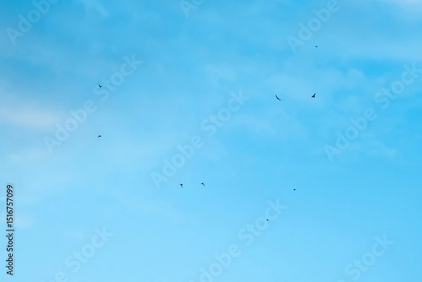 Fototapeta birds swifts or swallows are flying high in a mostly clear, blue sky with only a few small, scattered clouds present, creating a serene and peaceful atmosphere