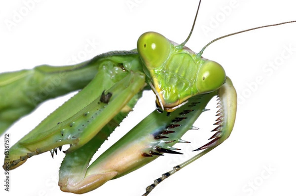 Obraz Portrait of the Praying Mantis close-up isolated on wite