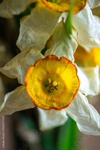 Fototapeta Close-up view of a wilting narcissus flower, showcasing the intricate textures and striking colors as it gracefully transitions through the natural process of decay and aging