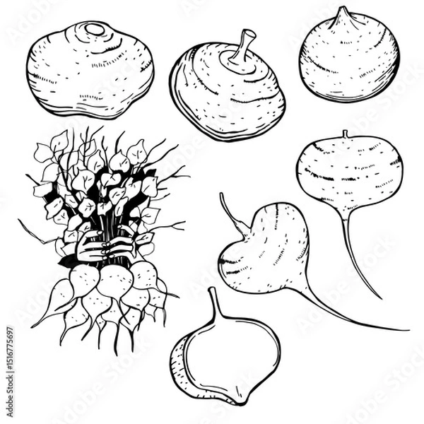 Obraz Hand-drawn Pachyrhizus erosus ( jícama or Mexican turnip).  Vector sketch illustration