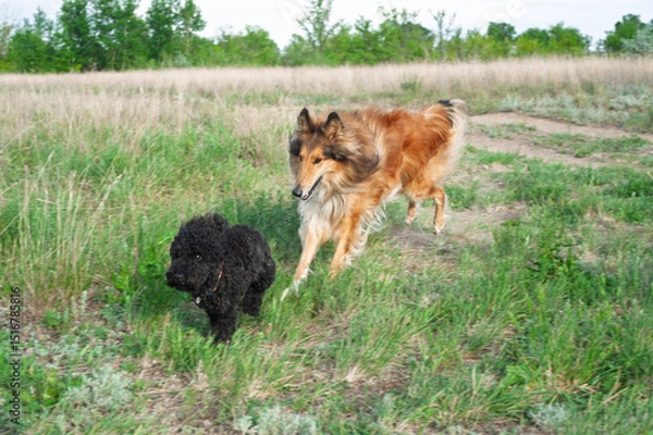 Obraz dog on the grass