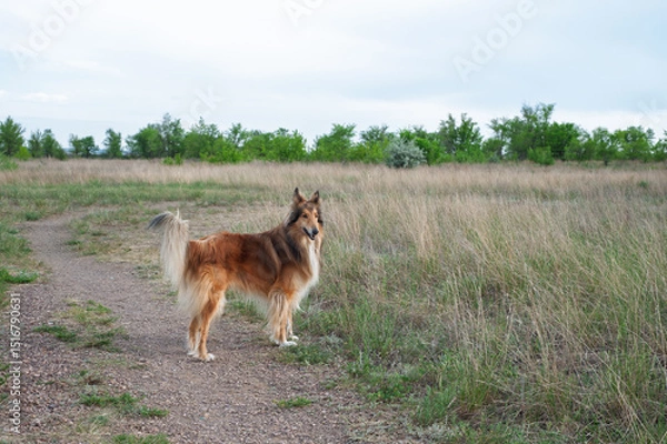 Obraz german shepherd dog running