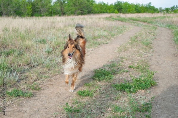 Obraz border collie dog