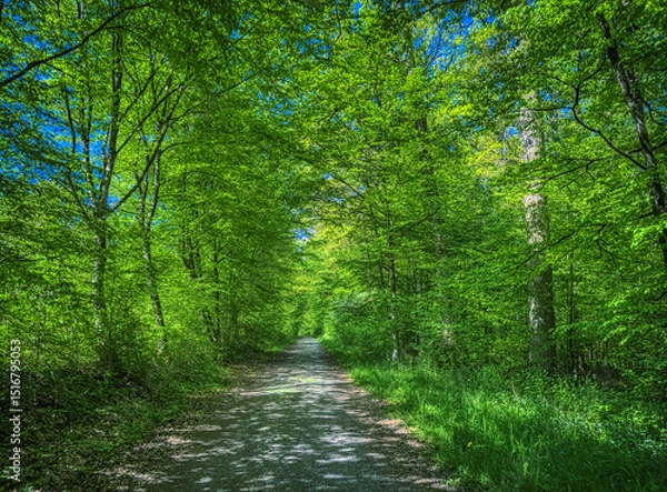 Obraz road in the forest