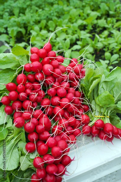 Fototapeta Harvested ripe radish of the Dutch variety CELESTA F1 in a box. Bundles of early ripe red radishes are tied for sale in the market. Red radish on the market.
