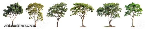 Fototapeta PNG Diverse realistic tree illustrations, element set on transparent background
