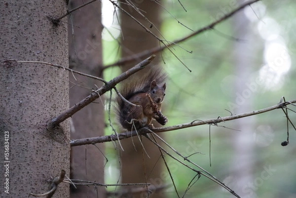 Obraz Sciurus vulgaris aka european red squirrel is eating cone in the forrest in Czech republic.