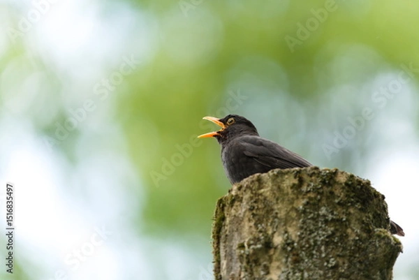 Obraz Eurasian blackbird aka The common blackbird or Turdus merula close-up portrait. Singing with open beak. Funny animal photo. Copy space.