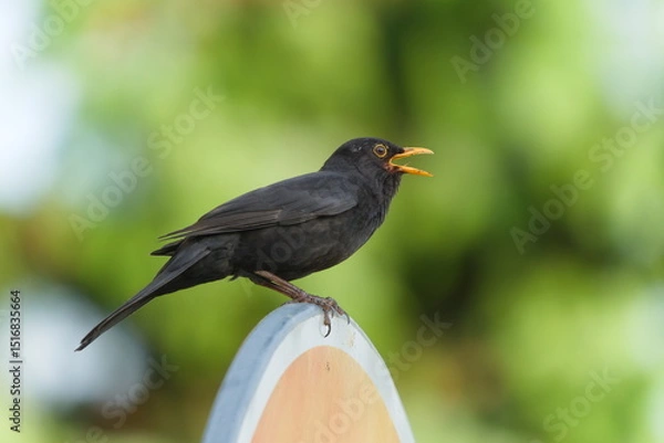 Obraz Eurasian blackbird aka The common blackbird or Turdus merula close-up portrait. Singing with open beak. Funny animal photo. 
