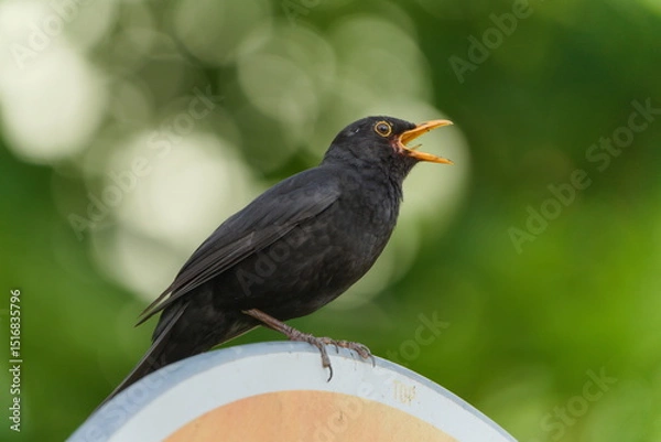 Obraz Eurasian blackbird aka The common blackbird or Turdus merula close-up portrait. Singing with open beak. Funny animal photo. 