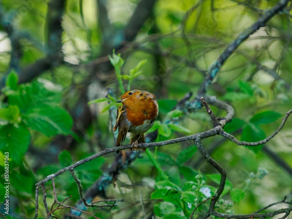 Fototapeta robin on a branch