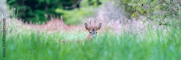 Fototapeta Ein Rehbock versteckt sich in hohem Gras