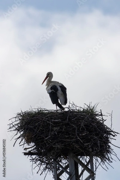 Fototapeta Backlit close-up of a White Stork (Ciconia ciconia) on nest atop metal tower, with soft blue sky and clouds. Arrocampo Bird Park, Extremadura, Spain.